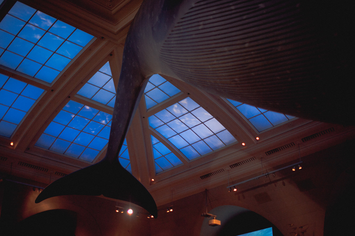 Musee histoire naturelle (3)