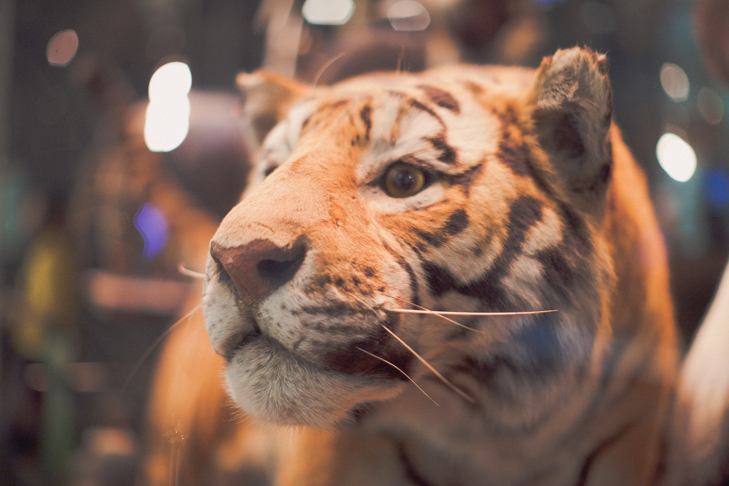 Musee histoire naturelle (5)