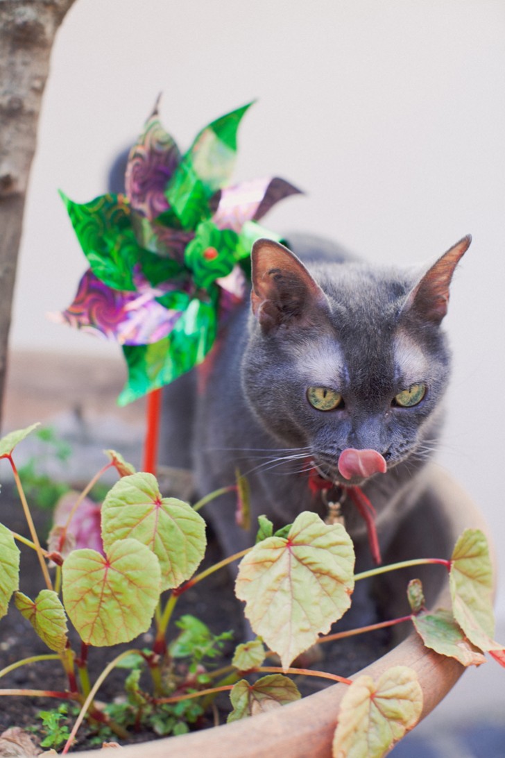 Eleonore Bridge (15)