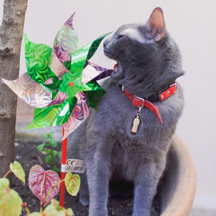 Eleonore Bridge (16)