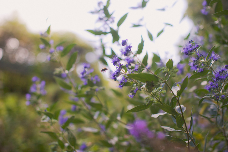 Parc-parisen-www.leblogdelamechante.fr-10