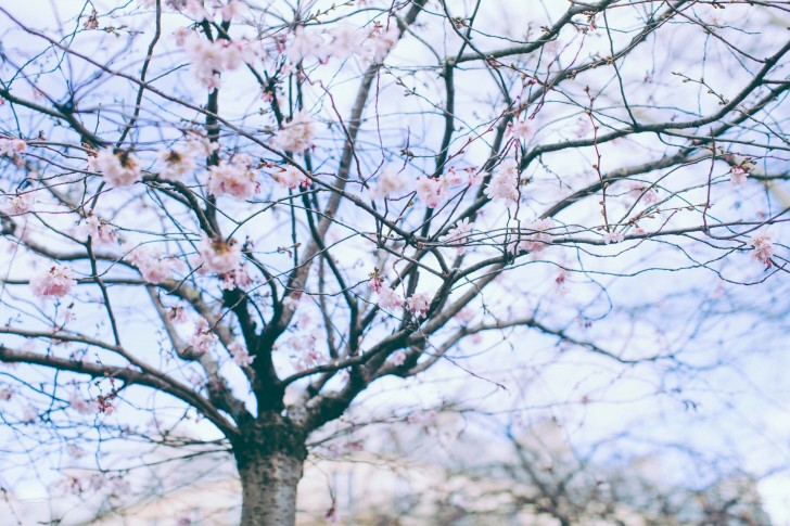 eleonore bridge (14)