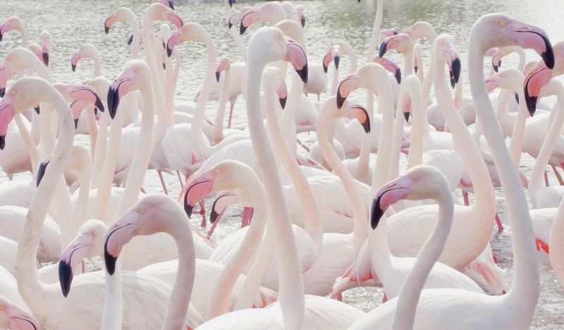 flamingos