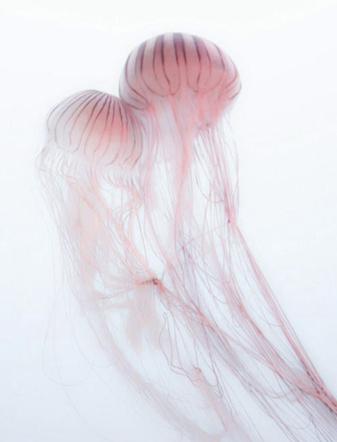 jelly-fish