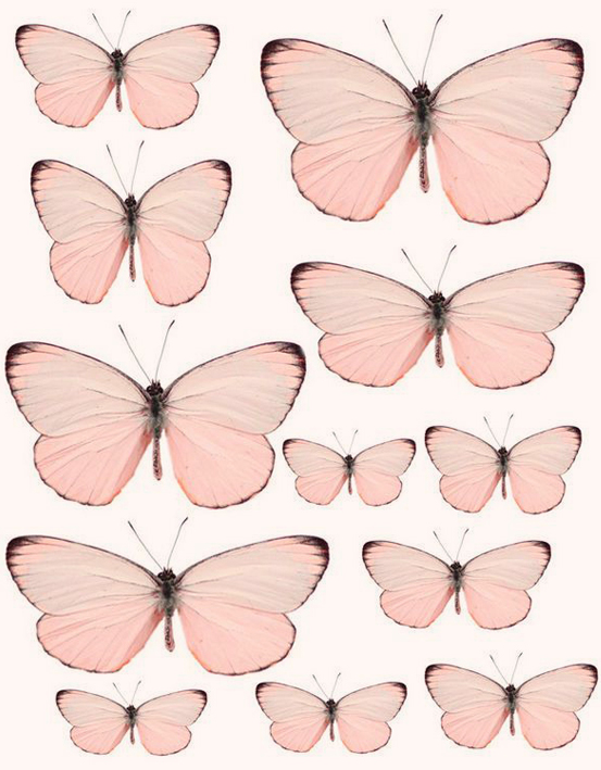 papillons