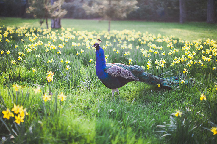 Parc floral de Vincennes-40