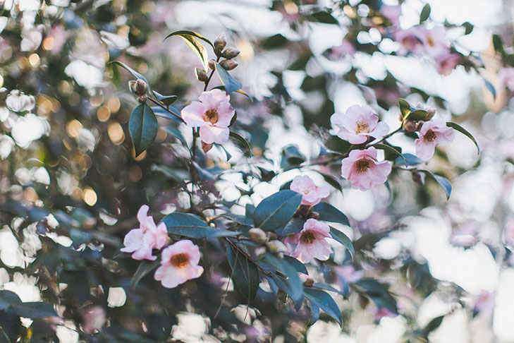 Parc floral de Vincennes-50