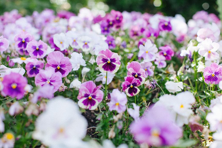 Disneyland paris 2015-2