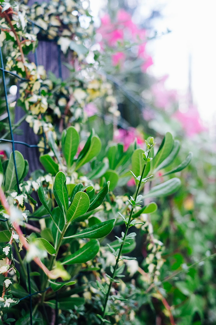 Fleurs00017