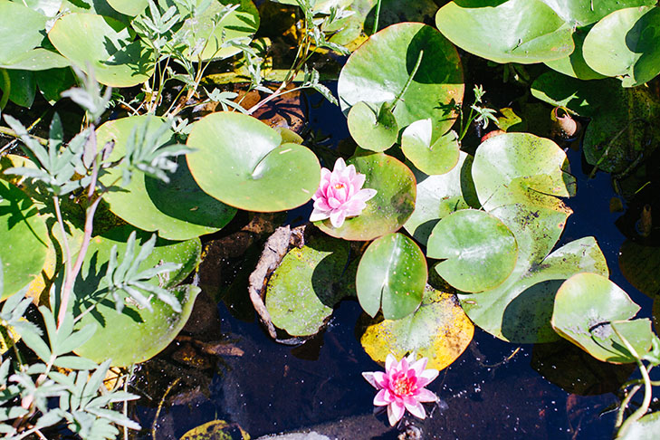 Vancouver Stanley Park-13