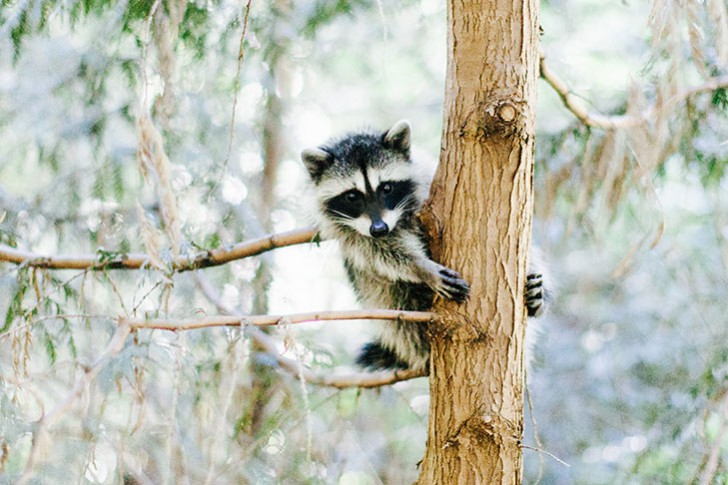 Vancouver Stanley Park-41