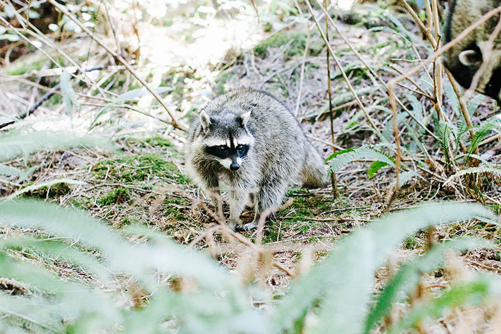 Vancouver Stanley Park-42
