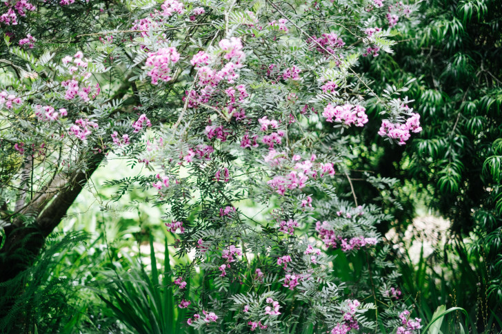 Botanical-garden00013