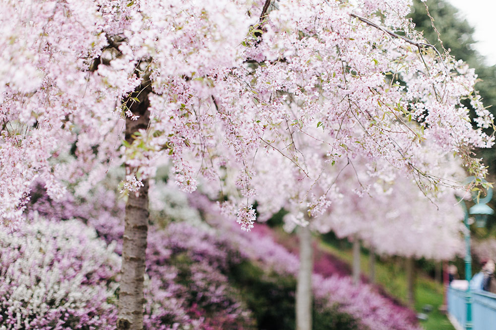 Disneyland spring 2016-10