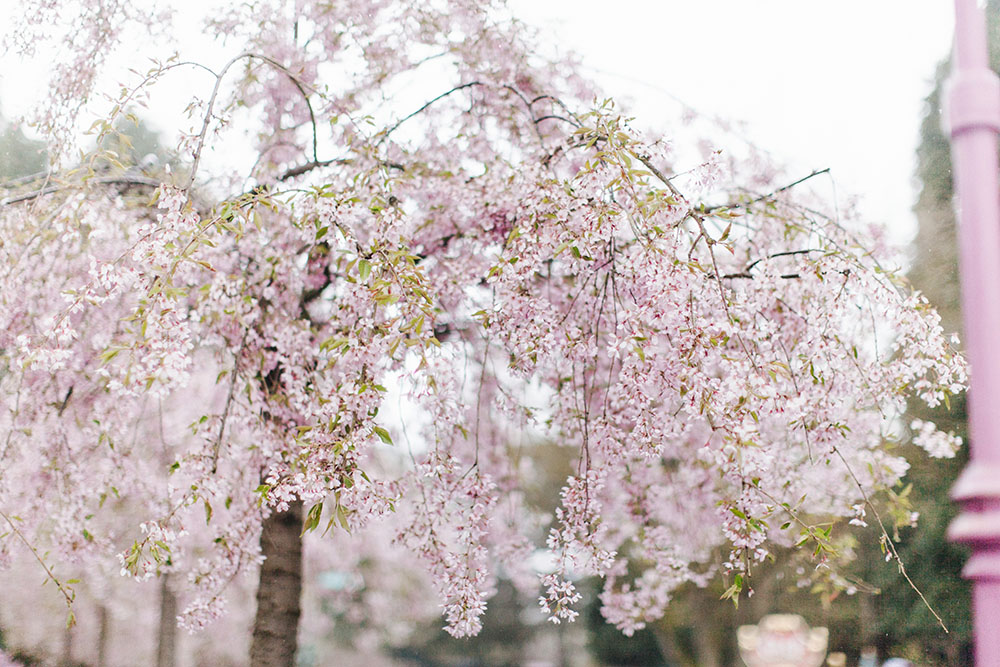 Disneyland spring 2016-25