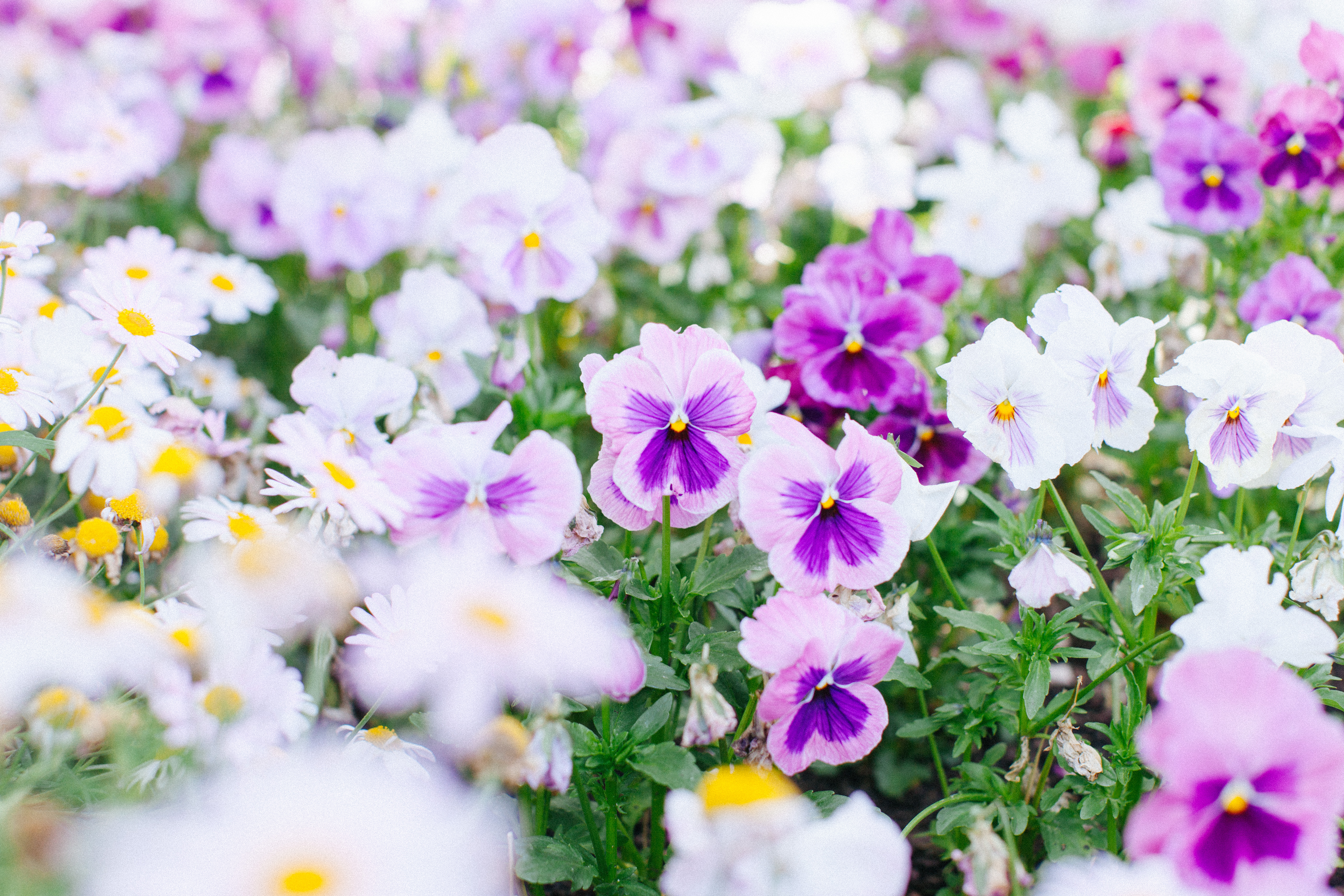 Disneyland-spring00001