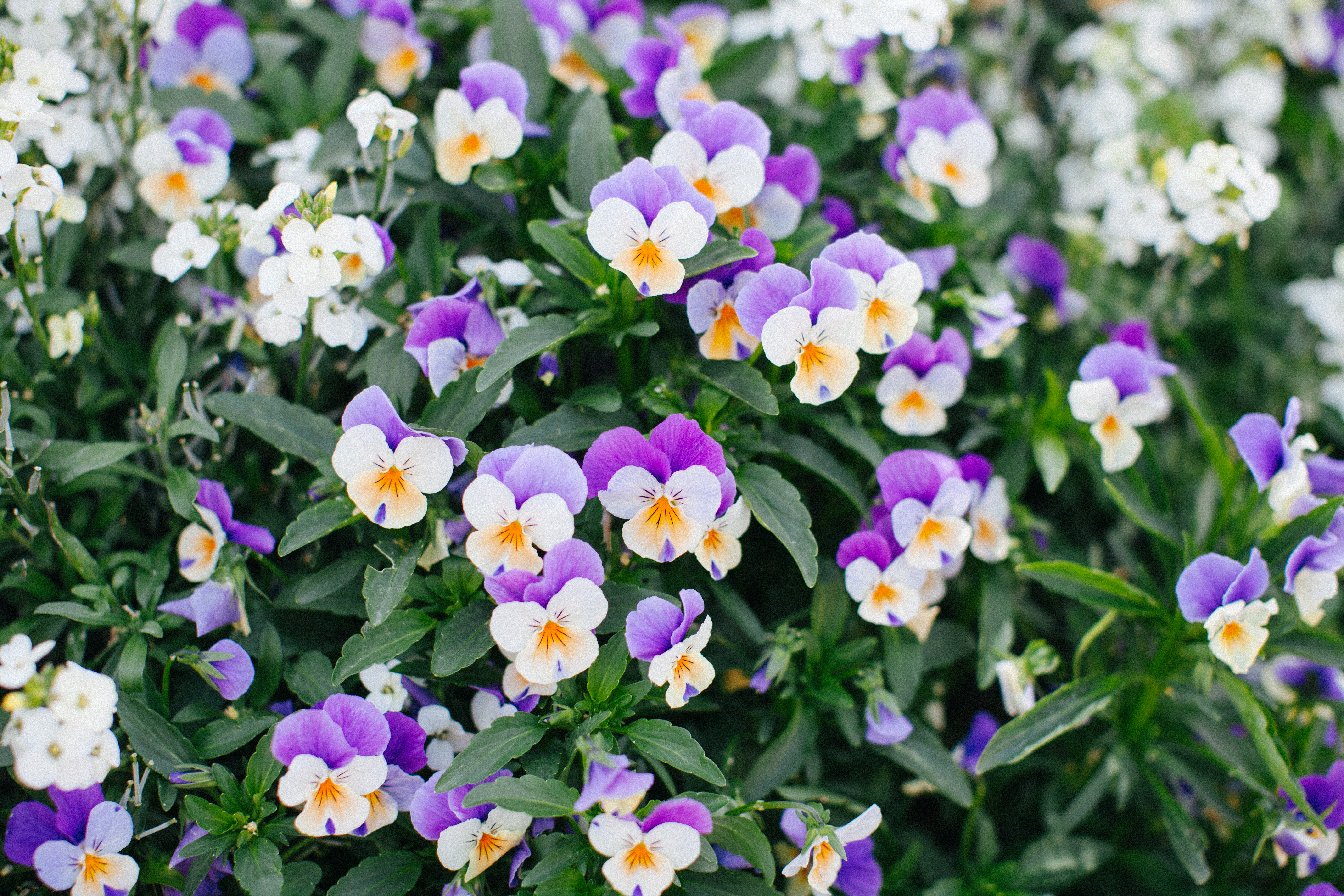 Disneyland-spring00002