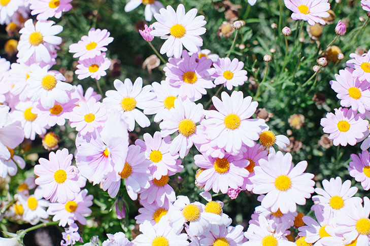 Disneyland-spring00007