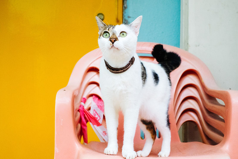 Voyage A Hong Kong Lantau Island 00022