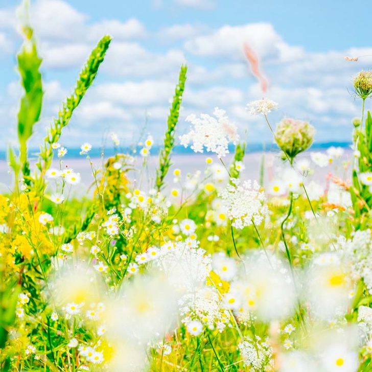 Une Semaine Nouvelle Ecosse 339