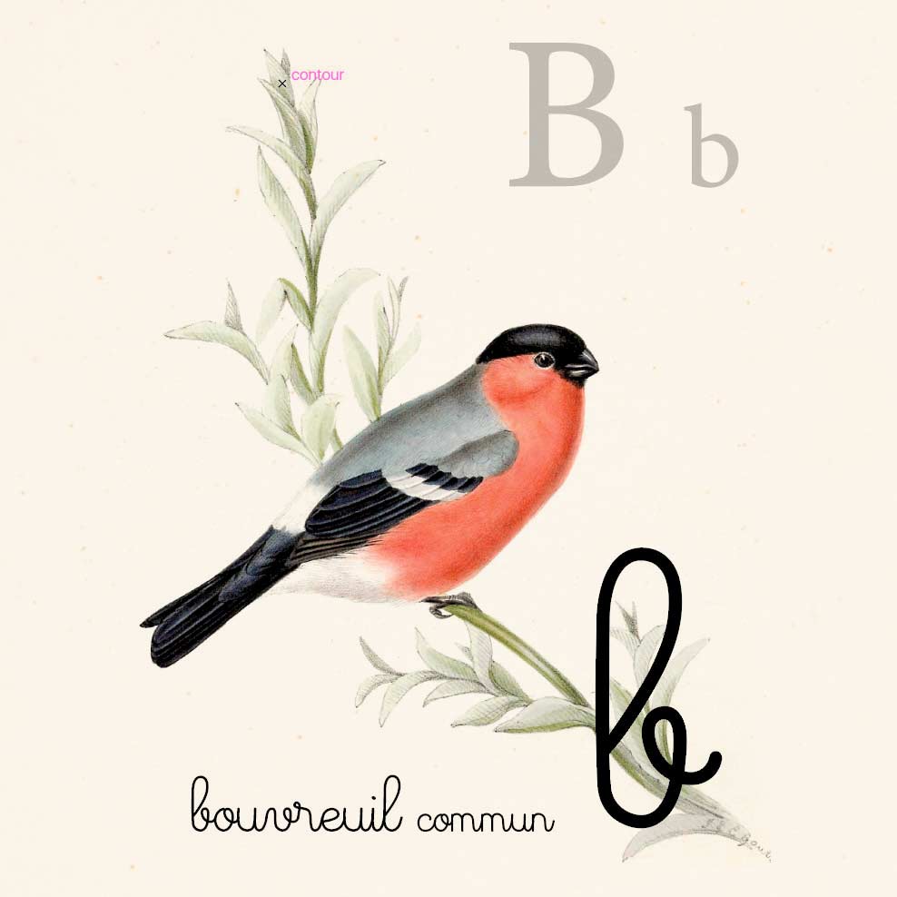 Alphabet Montessori Oiseau Bouvreuil