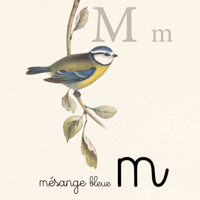 Alphabet Montessori Oiseau Mesange Bleue
